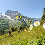 Hahnenblick